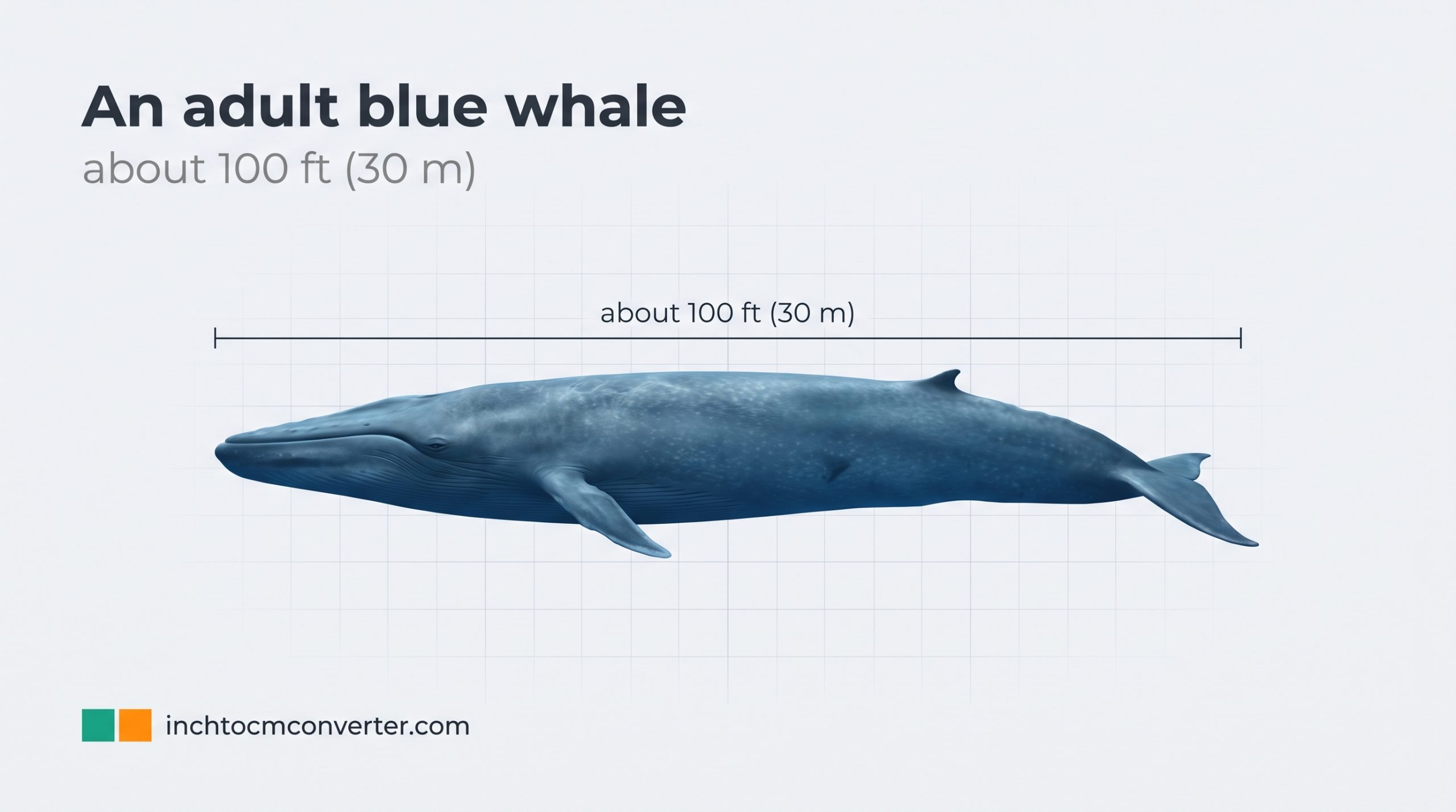 An Adult Blue Whale - size reference with measurement An Adult Blue Whale - size reference with measurement